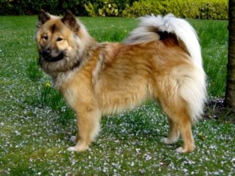 EURASIER